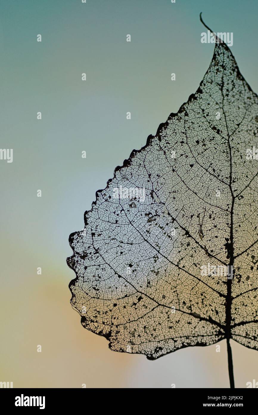 feuille, squelette de feuille, feuilles Banque D'Images