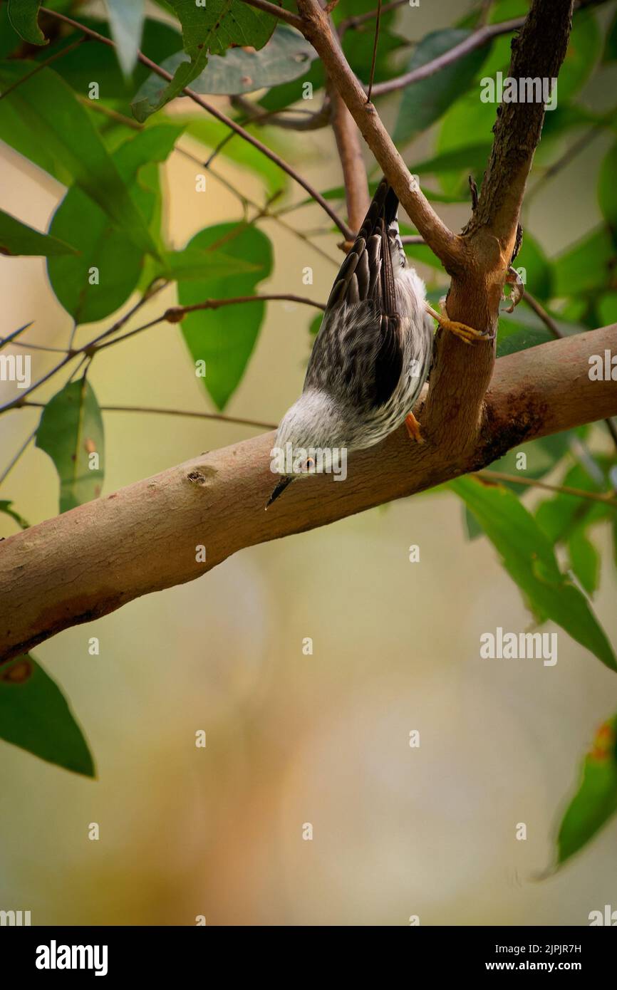 Sittella variée (Daphhoenositta chrysoptera) petit oiseau forestier d'australie qui se trouve sur les troncs et les branches des arbres. Petit oiseau coloré avec o Banque D'Images