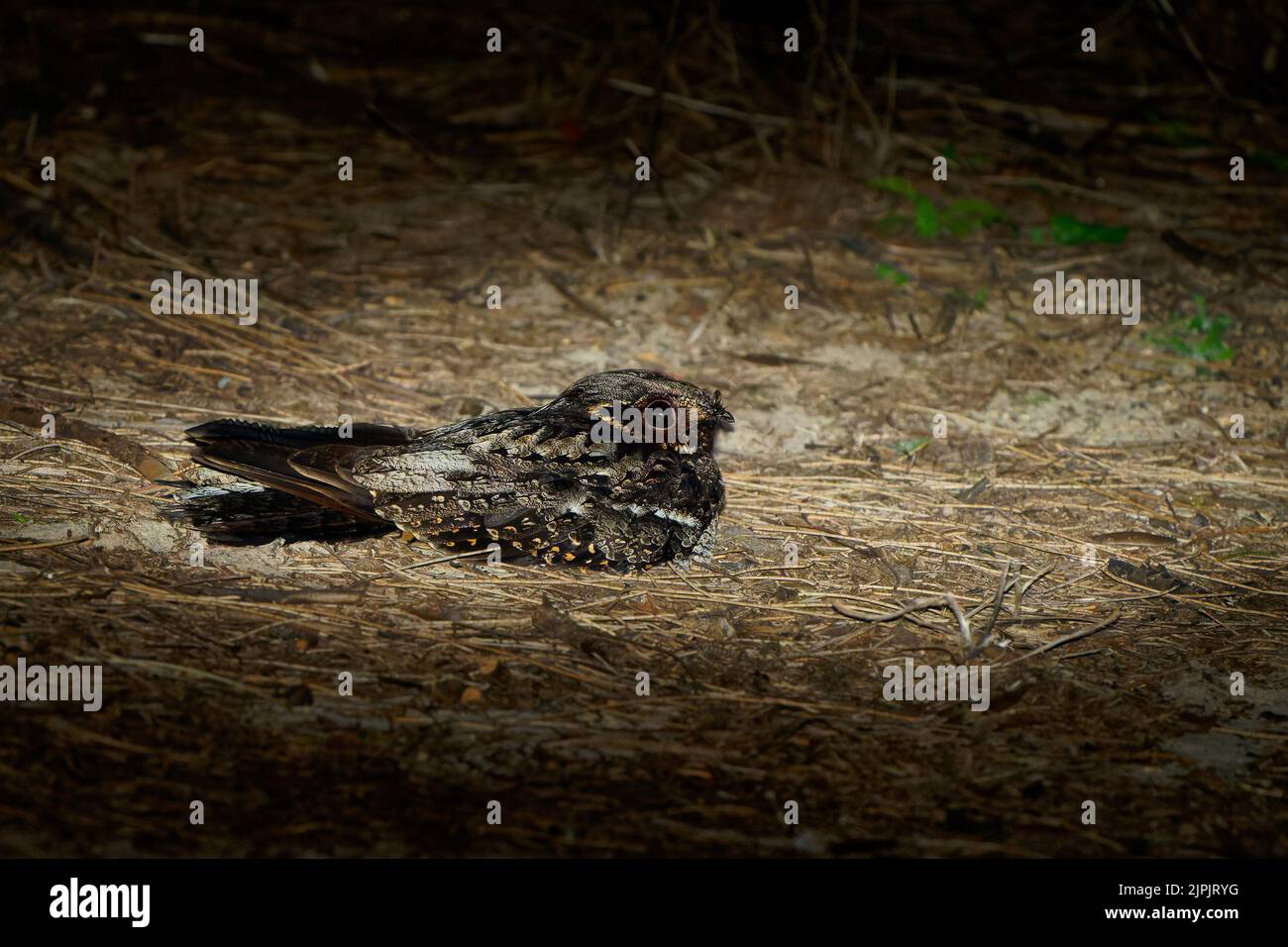 Boîte de nuit à gorge blanche (Eurostopodus mystacalis) endémique de l'Australie. Oiseau de nuit mangeant l'insecte capturé assis sur le sol. Banque D'Images