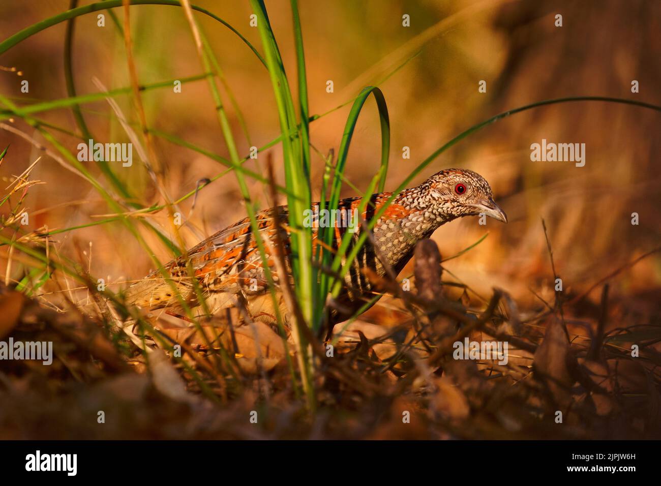Buttonquail peint (Turnix varius) un oiseau endémique spécial de l'Australie qui ressemble à la caille mais qui est plus lié aux goélands (Charadriiformes), il vit Banque D'Images