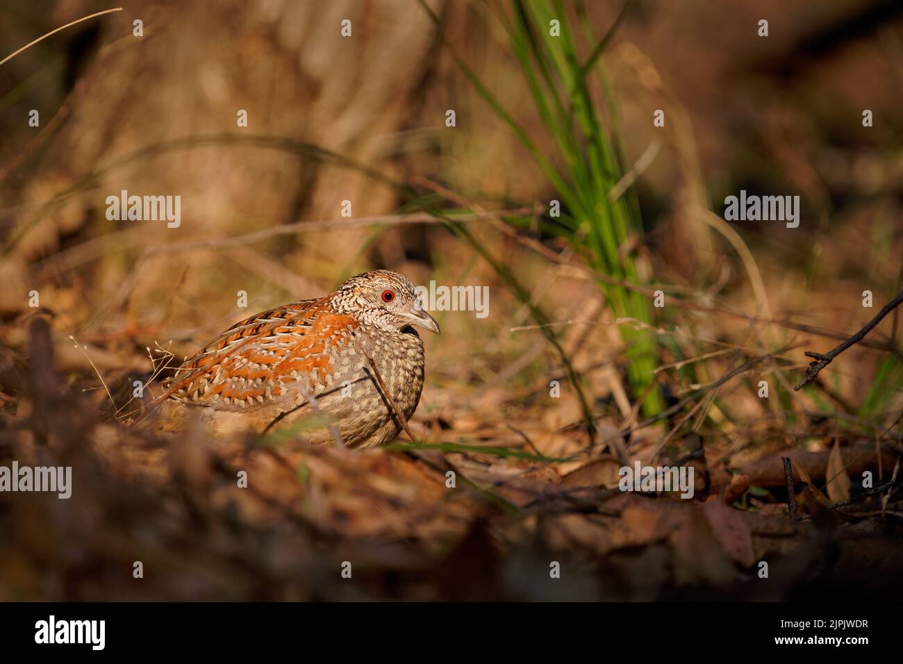 Buttonquail peint (Turnix varius) un oiseau endémique spécial de l'Australie qui ressemble à la caille mais qui est plus lié aux goélands (Charadriiformes), il vit Banque D'Images