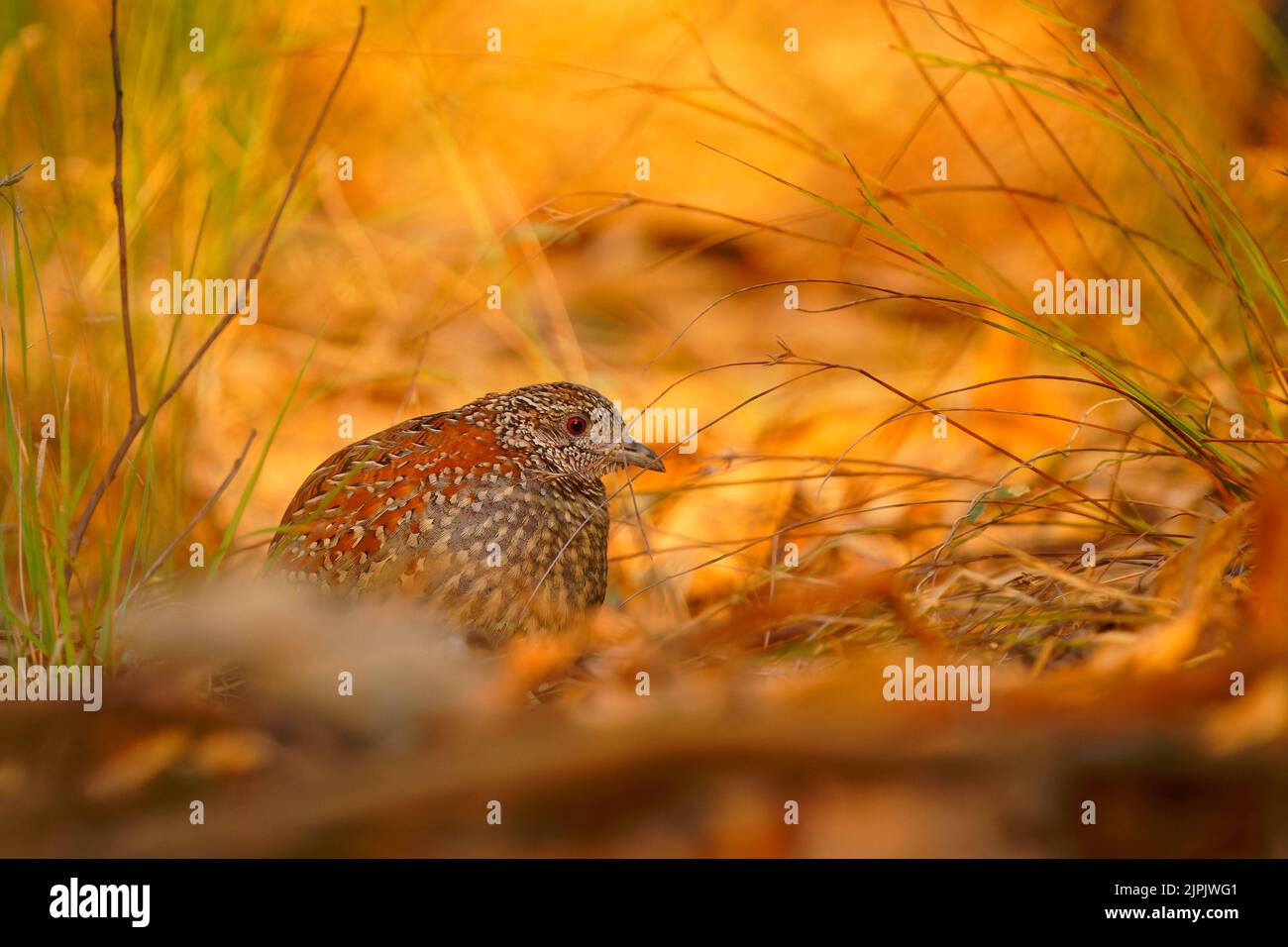 Buttonquail peint (Turnix varius) un oiseau endémique spécial de l'Australie qui ressemble à la caille mais qui est plus lié aux goélands (Charadriiformes), il vit Banque D'Images