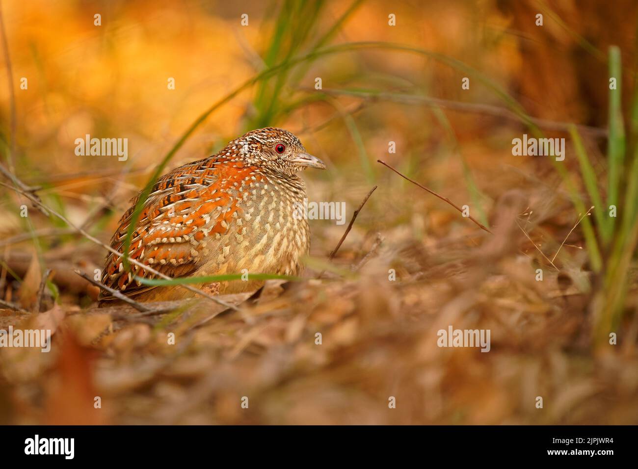 Buttonquail peint (Turnix varius) un oiseau endémique spécial de l'Australie qui ressemble à la caille mais qui est plus lié aux goélands (Charadriiformes), il vit Banque D'Images