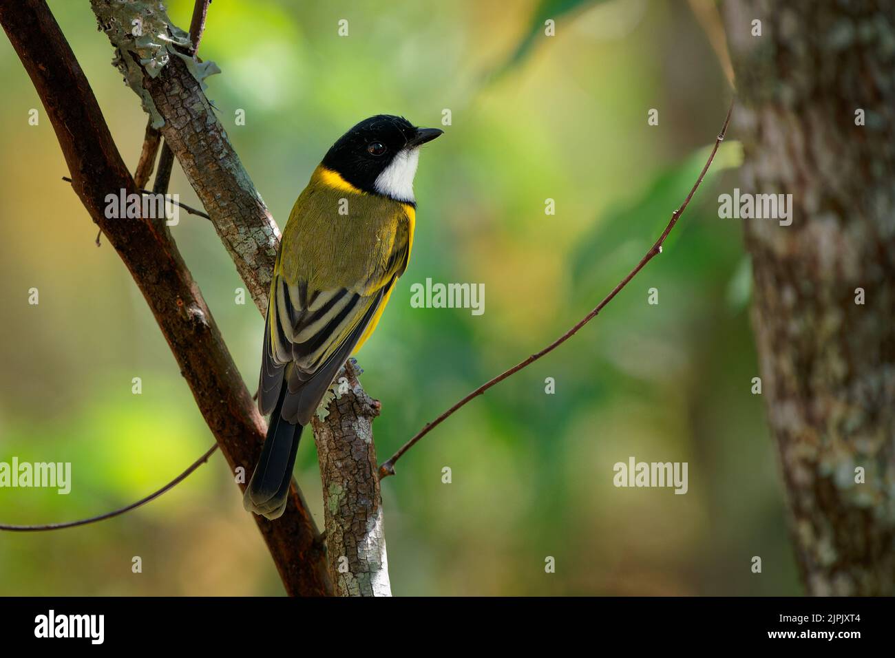 L'australien Golden Whistler (Pachycephala pectoralis), un homme, un bel oiseau australien jaune coloré perché sur une branche avec une belle forêt verte Banque D'Images