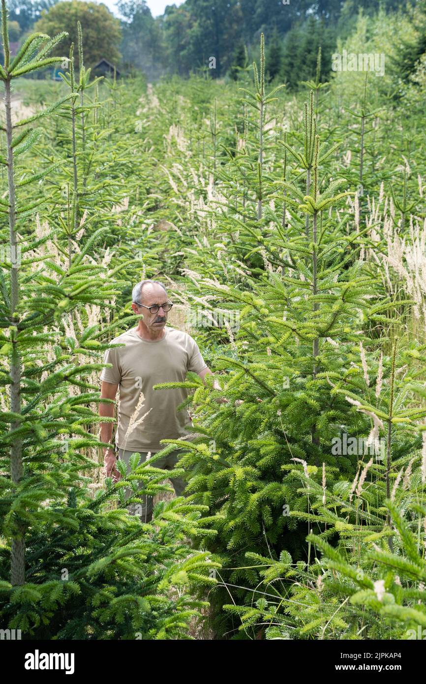 Hanau, Allemagne. 17th août 2022. Joachim Göbel, responsable technique de la pépinière forestière d'État de Hanau-Wolfgang, se trouve au milieu d'une plantation de fermes pérennes qui ont bien survécu à la sécheresse jusqu'à présent. (À dpa: "Moins d'arbres de Noël attendus dans les années à venir") Credit: Frank Rumpenhorst/dpa/Alamy Live News Banque D'Images