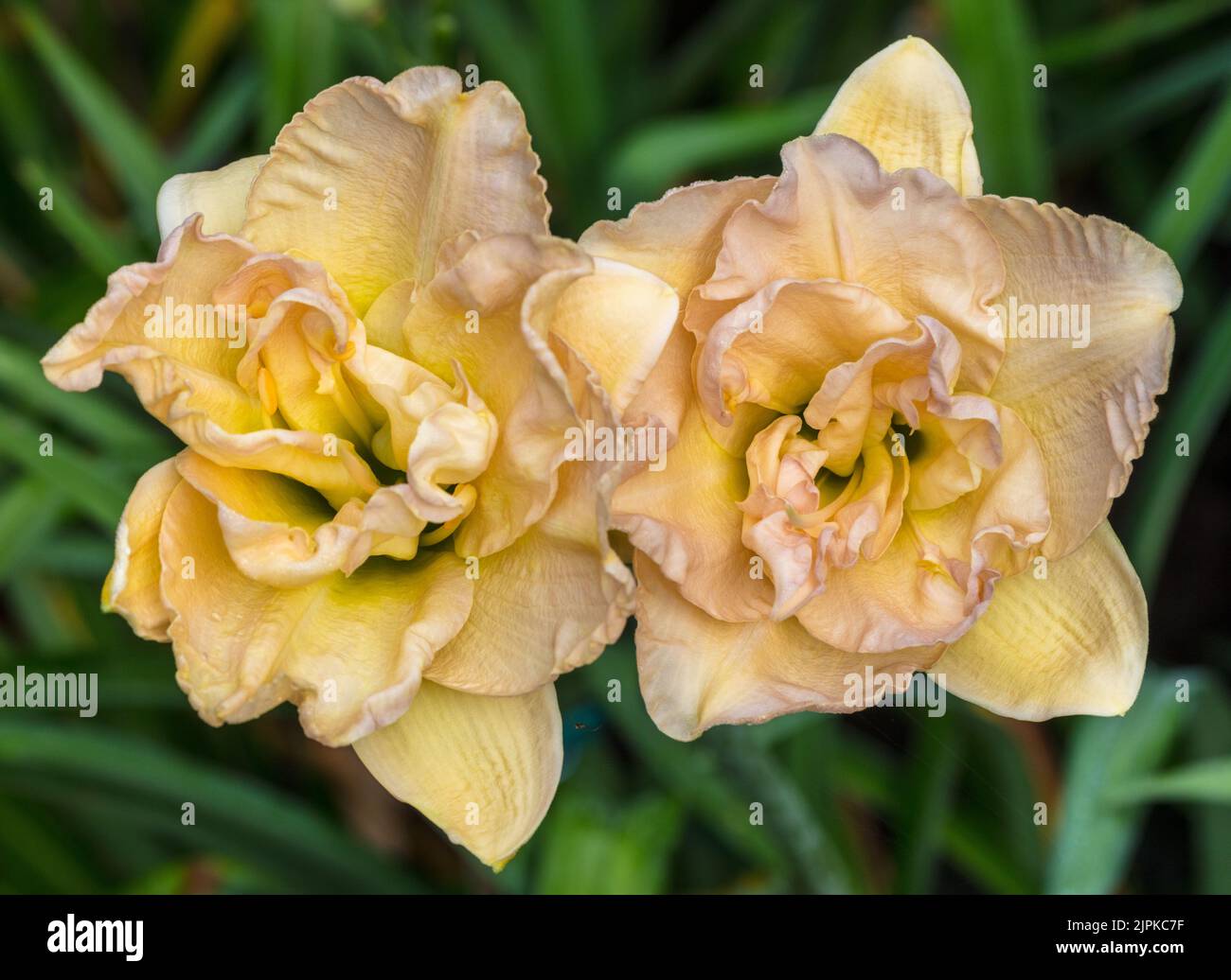 'Jean Swann' hémérocalle, Daglilja (Hemerocallis) Banque D'Images