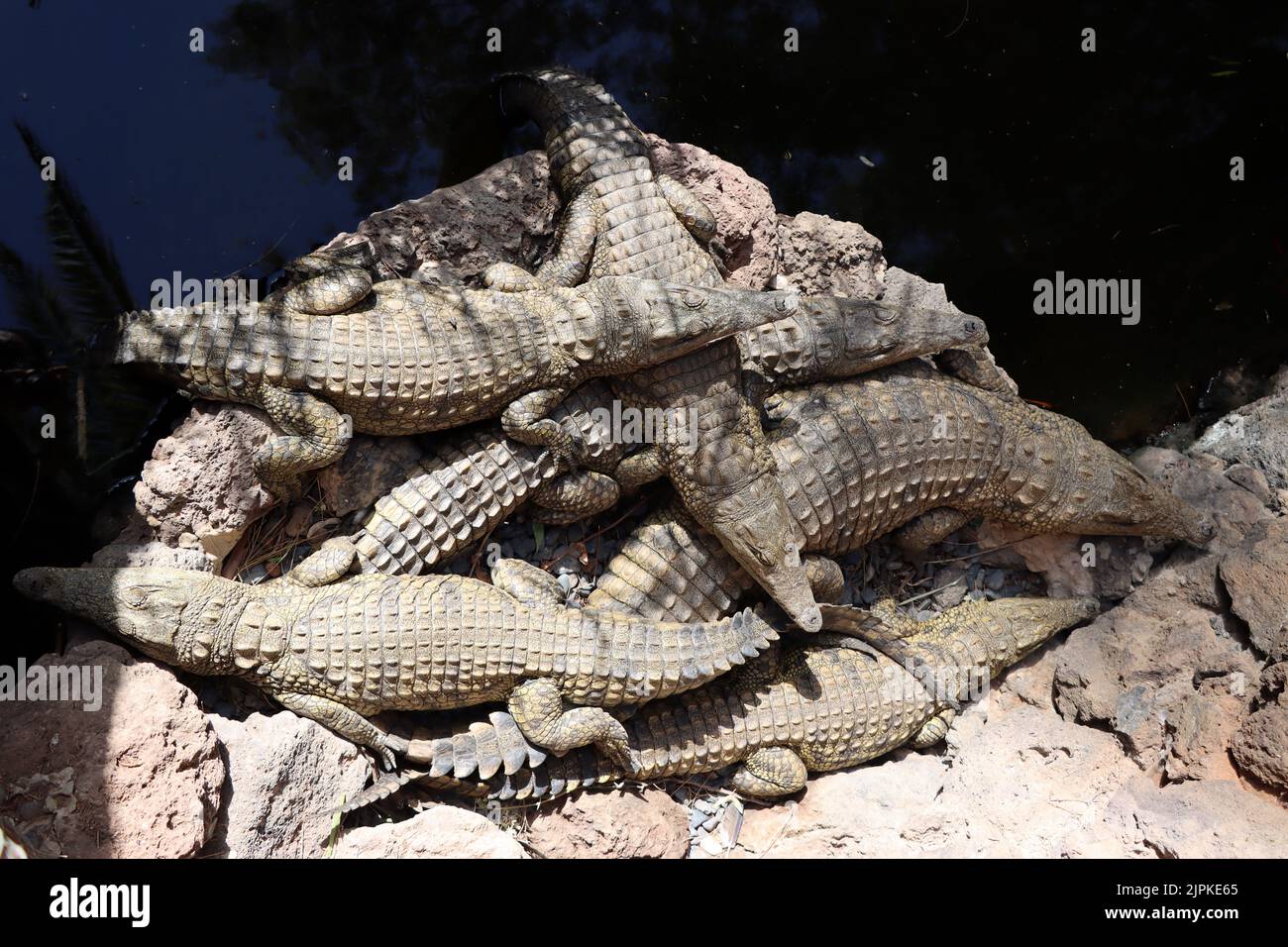 captivité, crocodile du nil, captivité, alligator, alligators, crocodile, crocodiles, crocodiles du nil Banque D'Images