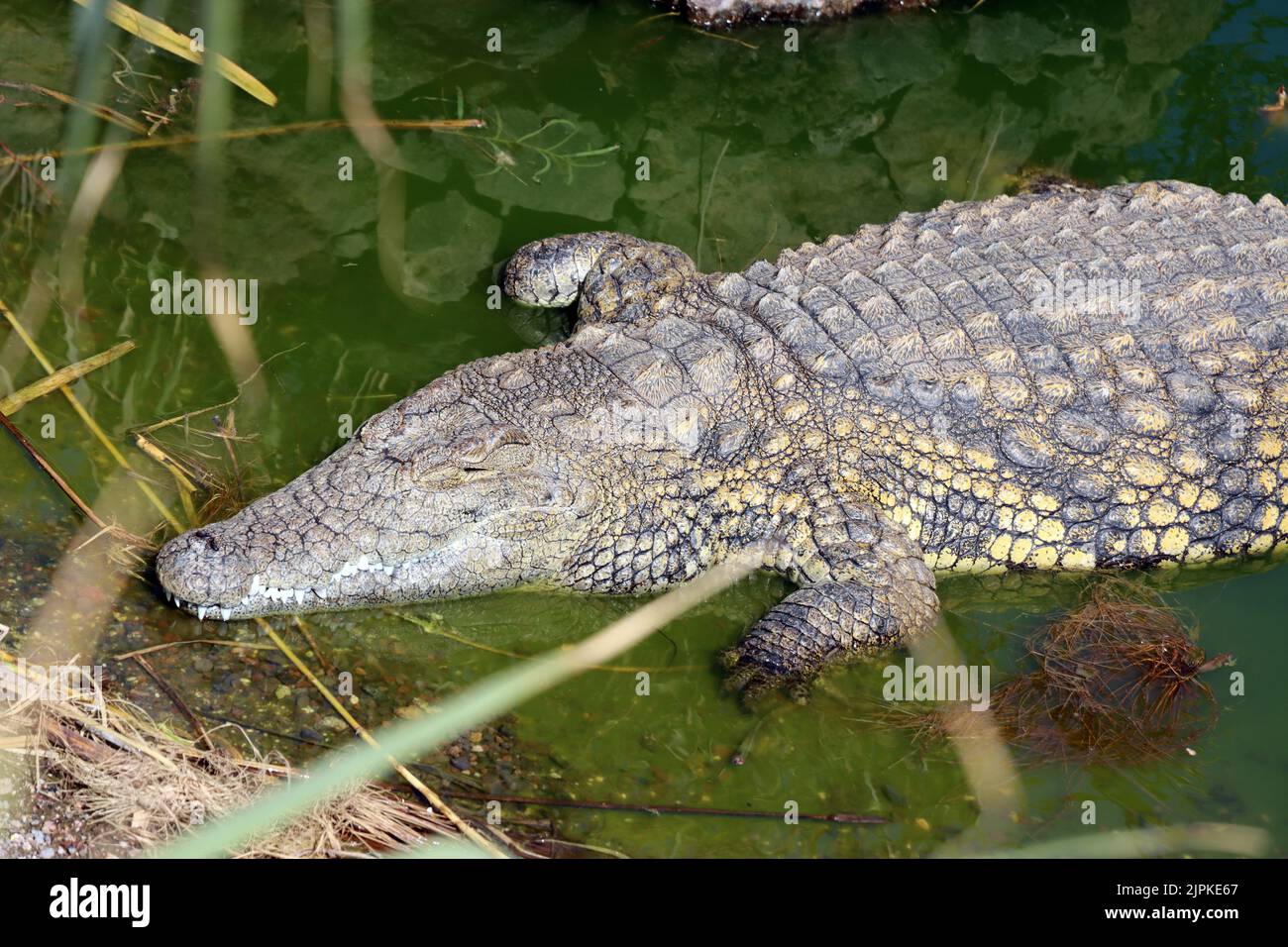 crocodile du nil, alligator, alligators, crocodile, crocodiles,crocodiles du nil Banque D'Images