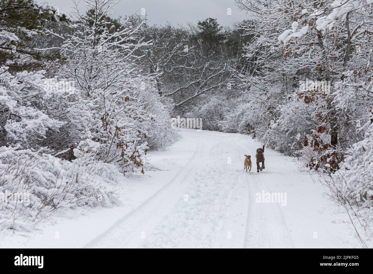 deux amis chiens courent hors-laisse sur la route dans un paysage enneigé Banque D'Images