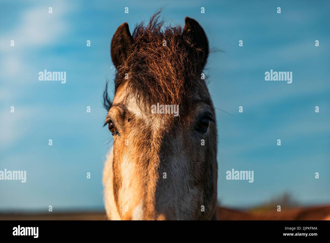 Gros plan de la tête de cheval avec un ciel bleu en arrière-plan Banque D'Images