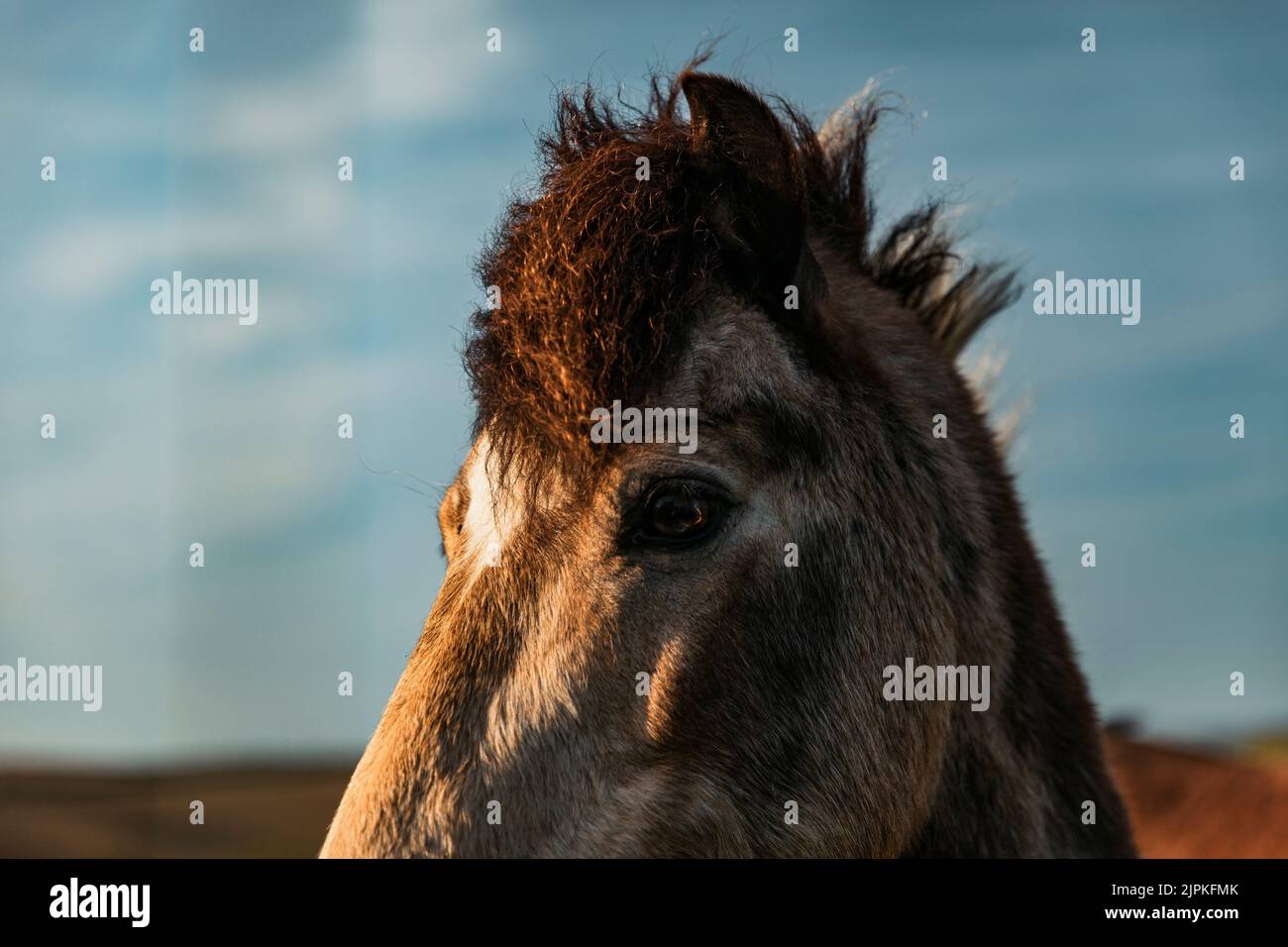 Gros plan de la tête de cheval avec un ciel bleu en arrière-plan Banque D'Images