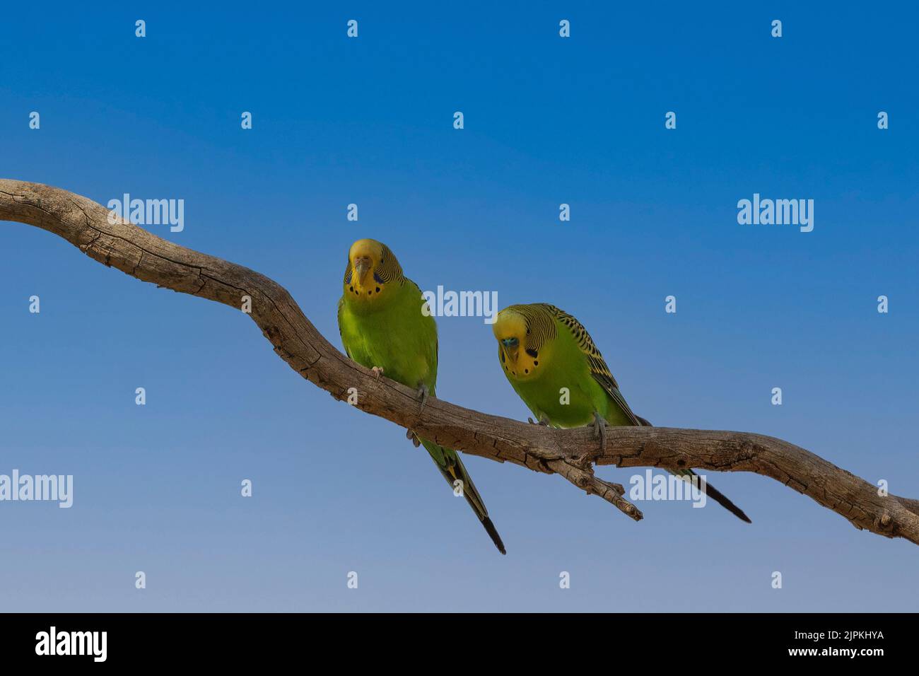 Le Budgerigar (Melopsittacus undulatus) est un perroquet coloré originaire d'Australie Banque D'Images