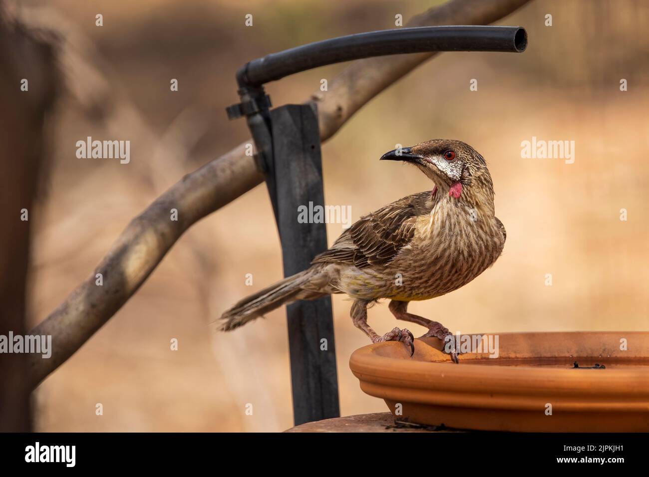 L'oiseau rouge (Anthochaera carunculata) est un grand honeyeater gris-brun bruyant Banque D'Images