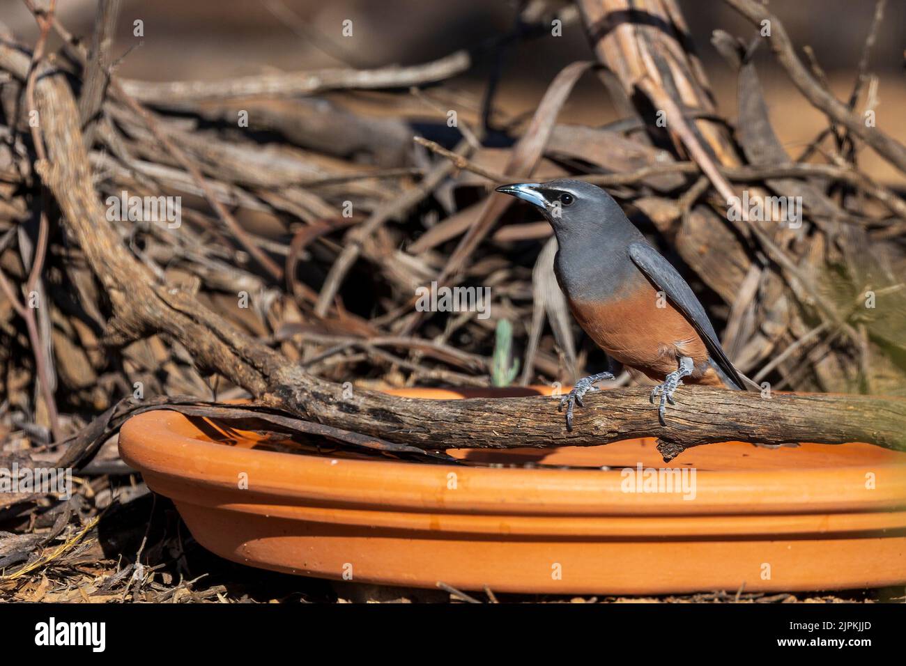 L'hirondelle brune (Artamus superciliosus) est un oiseau sombre aux sourcils blancs distinctifs Banque D'Images