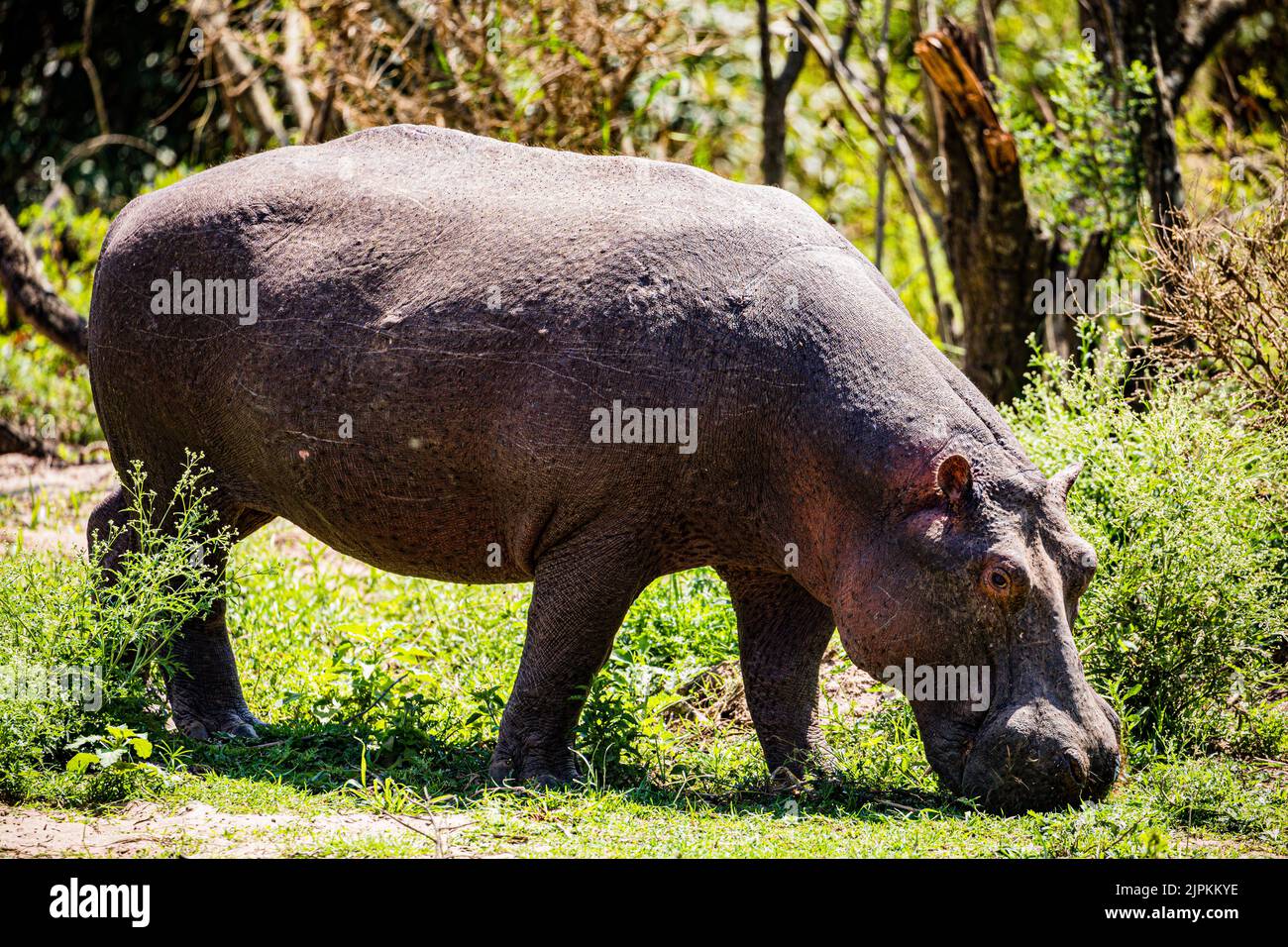 L'hippopotame, également qualifié d'hippopotame commun, d'hippopotame du Nil et d'hippopotame de rivière, est un grand mammifère semi-aquatique originaire de Banque D'Images