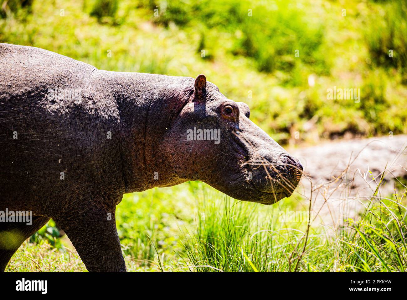 L'hippopotame, également qualifié d'hippopotame commun, d'hippopotame du Nil et d'hippopotame de rivière, est un grand mammifère semi-aquatique originaire de Banque D'Images