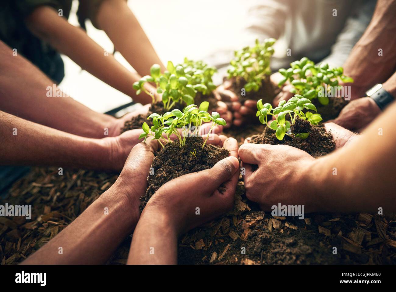 Il est plus facile de grandir ensemble. Prise de vue en grand angle d'un groupe de personnes méconnaissables tenant des plantes poussant dans le sol. Banque D'Images