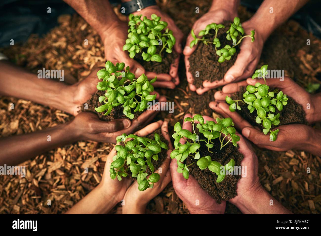 Tenant la croissance dans les paumes de leurs mains. Prise de vue en grand angle d'un groupe de personnes méconnaissables tenant des plantes poussant dans le sol. Banque D'Images