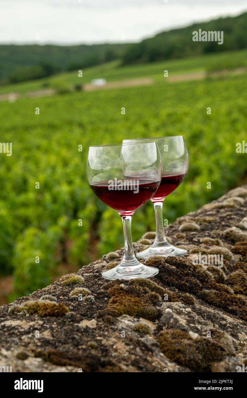 Visitez des grottes et dégustez du vin rouge sec de pinot noir en verre sur les vignobles de la cru, premier et grand, dans la région viticole de Bourgogne, en France Banque D'Images