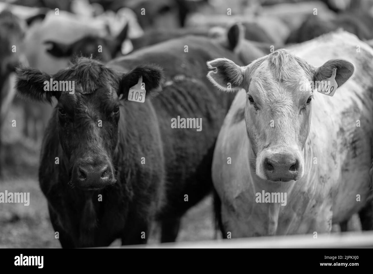 Bovins de boucherie et vaches en Australi Banque D'Images