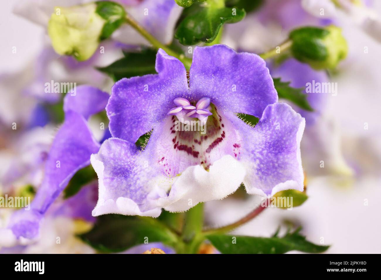 Gros plan de la plante 'Angelonia Lavender Bicolor' avec de minuscules poils dans la corolle interne Banque D'Images