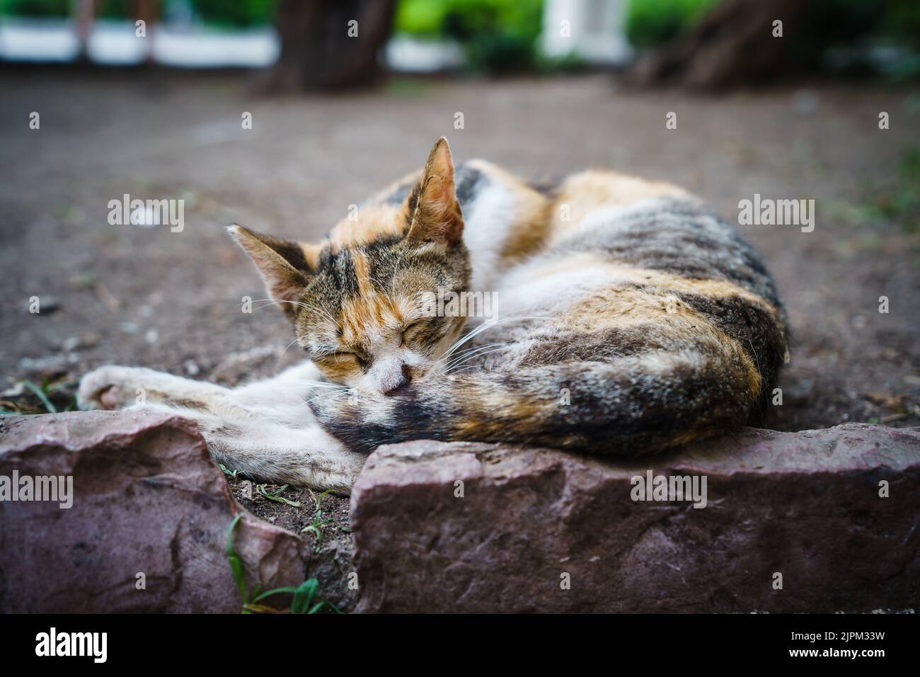 Un chat calico errant errant s'est enroulé sur la pierre à fesses à Kotor, au Monténégro. Banque D'Images