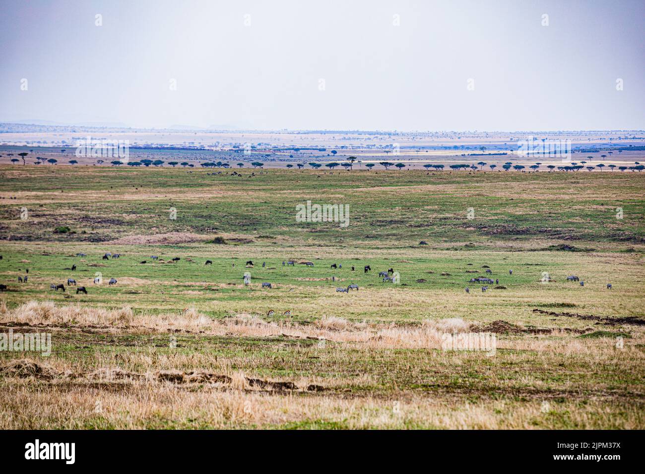 Maasai Mara National Game Reserve Park Narok County Kenya Afrique de l'est paysages panoramiques vues panoramiques prairies Savannah Great Rift Valley Banque D'Images