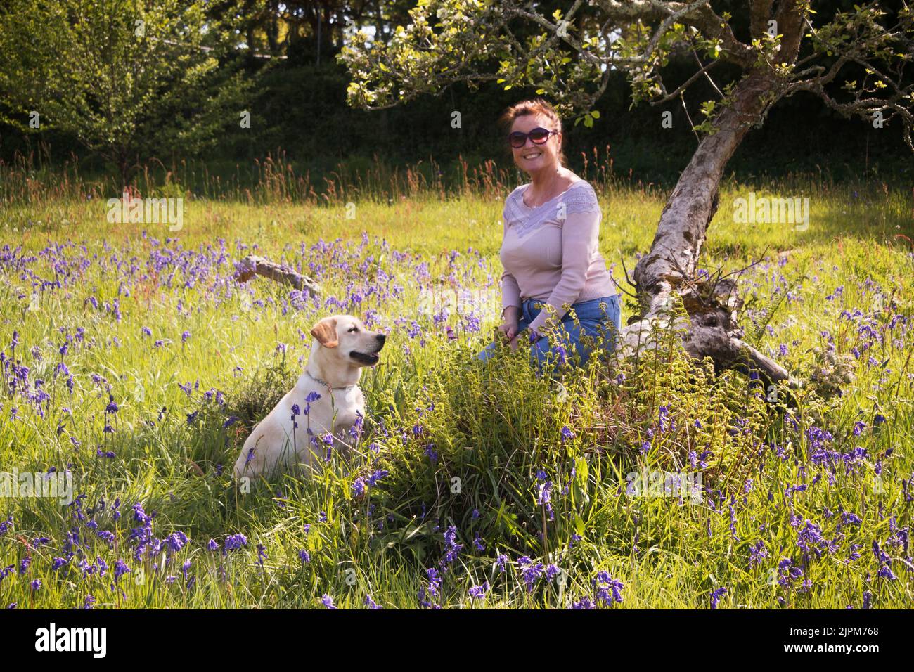 Femme mature avec un animal labrador souriant à la caméra dans un champ de cloches - John Gollop Banque D'Images