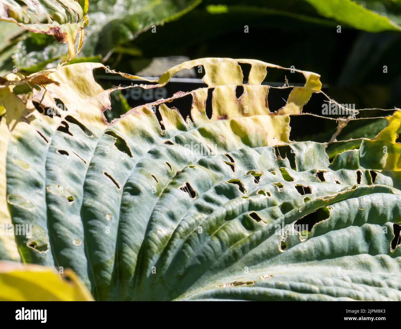 Les feuilles d'HostA mangées par les escargots et les limaces dans les jardins d'Holehbird à Windermere, Lake District, Royaume-Uni. Banque D'Images