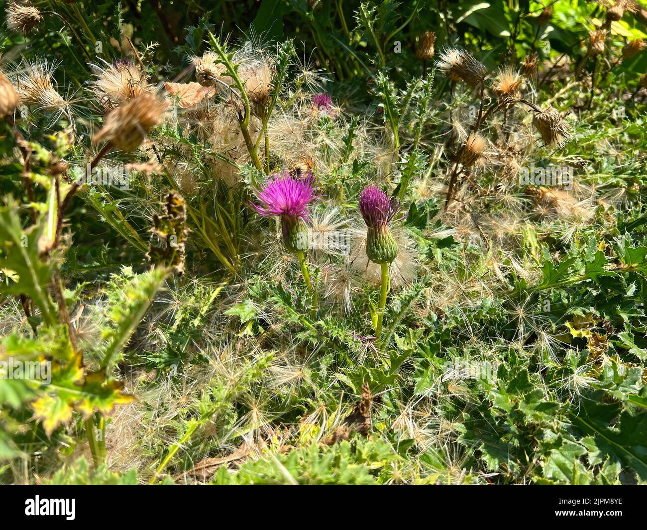 Gros plan sur une fleur pourpre colorée du chardon carlinet sans Stemless, Carlina acaulis Banque D'Images