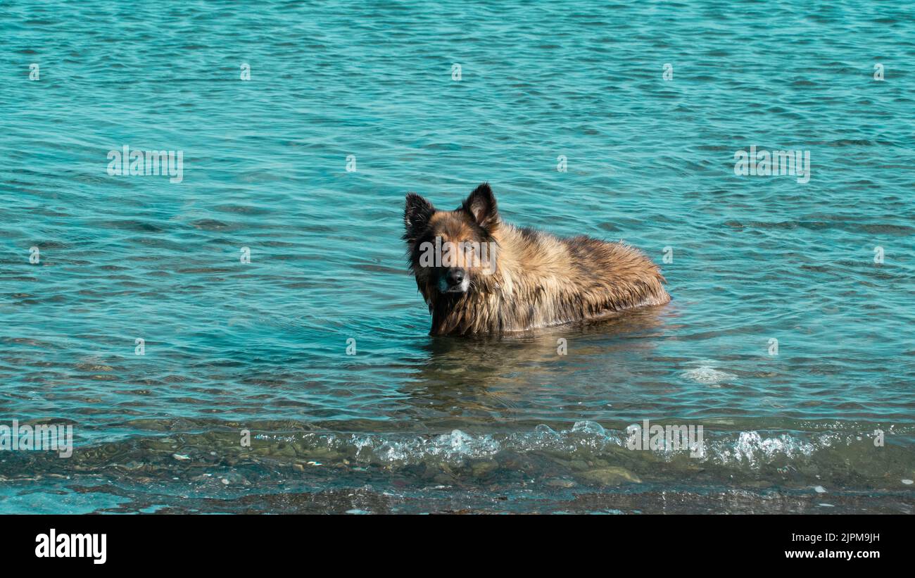 Secouage de chien. Chien humide se secouant après avoir refroidi dans la mer. Flou de mouvement inclus. Mise au point sélective. Banque D'Images