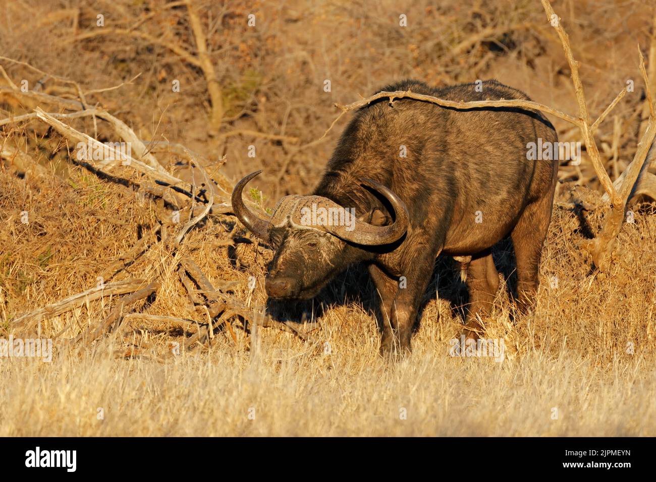 Un buffle africain (Syncerus caffer) dans un habitat naturel, parc national de Mokala, Afrique du Sud Banque D'Images
