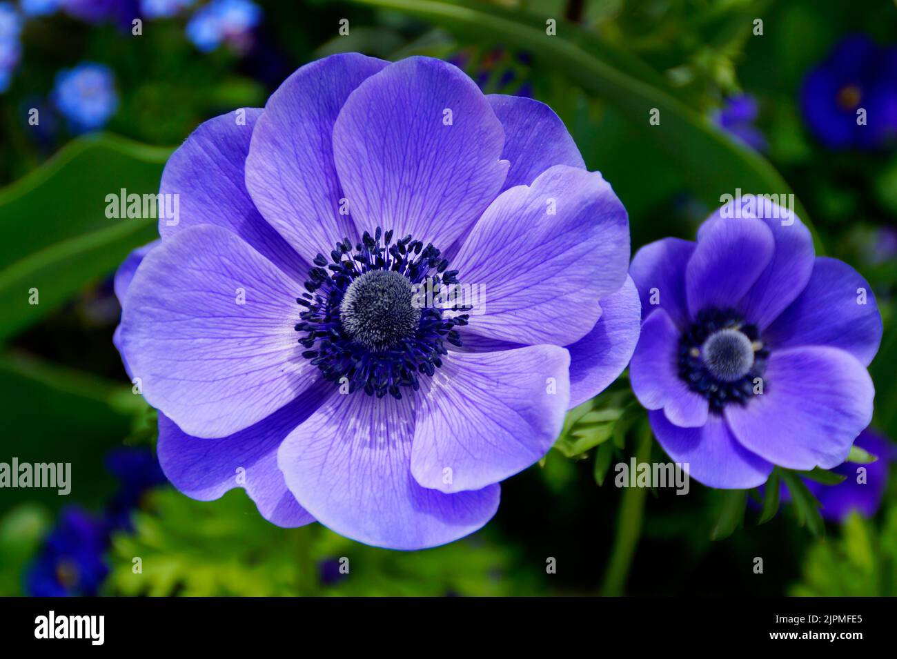 une magnifique anémone de pavot violet vif Banque D'Images