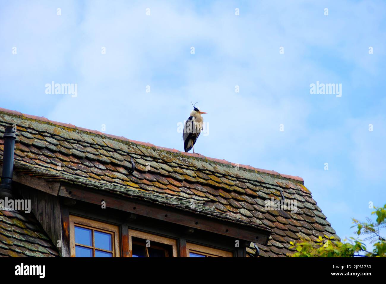 Un beau héron gris avec une crête sur sa tête contre le ciel bleu assis sur le toit rustique d'une ancienne maison dans la ville d'Ulm, Allemagne Banque D'Images