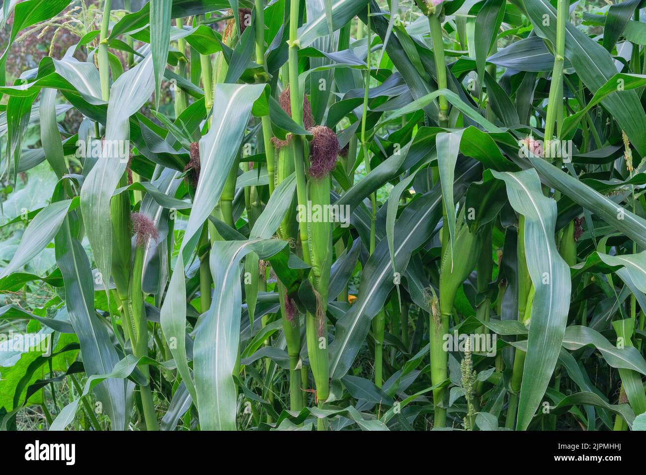 Plantation de maïs doux bio dans le jardin. Maïs pour la récolte par main-d'œuvre manuelle. La culture de légumes à la maison dans l'agriculture. Banque D'Images