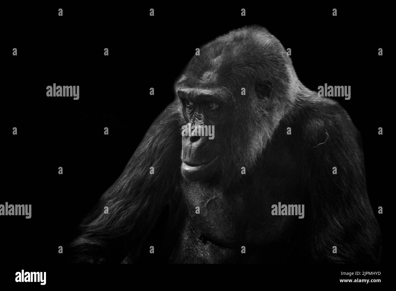 Gros plan d'un gorille des basses terres de l'Ouest isolé sur fond noir Banque D'Images