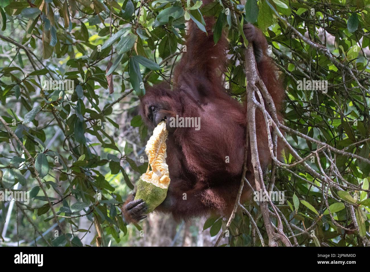 Réserve naturelle de Semenggoh à Kuching, Bornéo, Malaisie. Banque D'Images