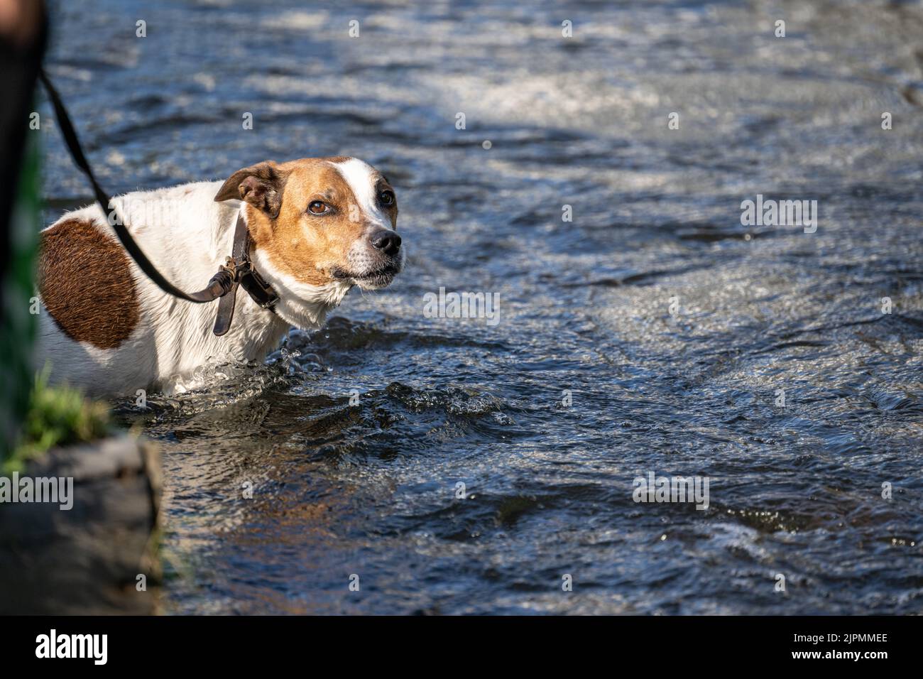 Un chien de ferme danois suédois de douze ans prend un bain dans une crique. Cette race, originaire du Danemark et du sud de la Suède, est vivante et amicale. Banque D'Images