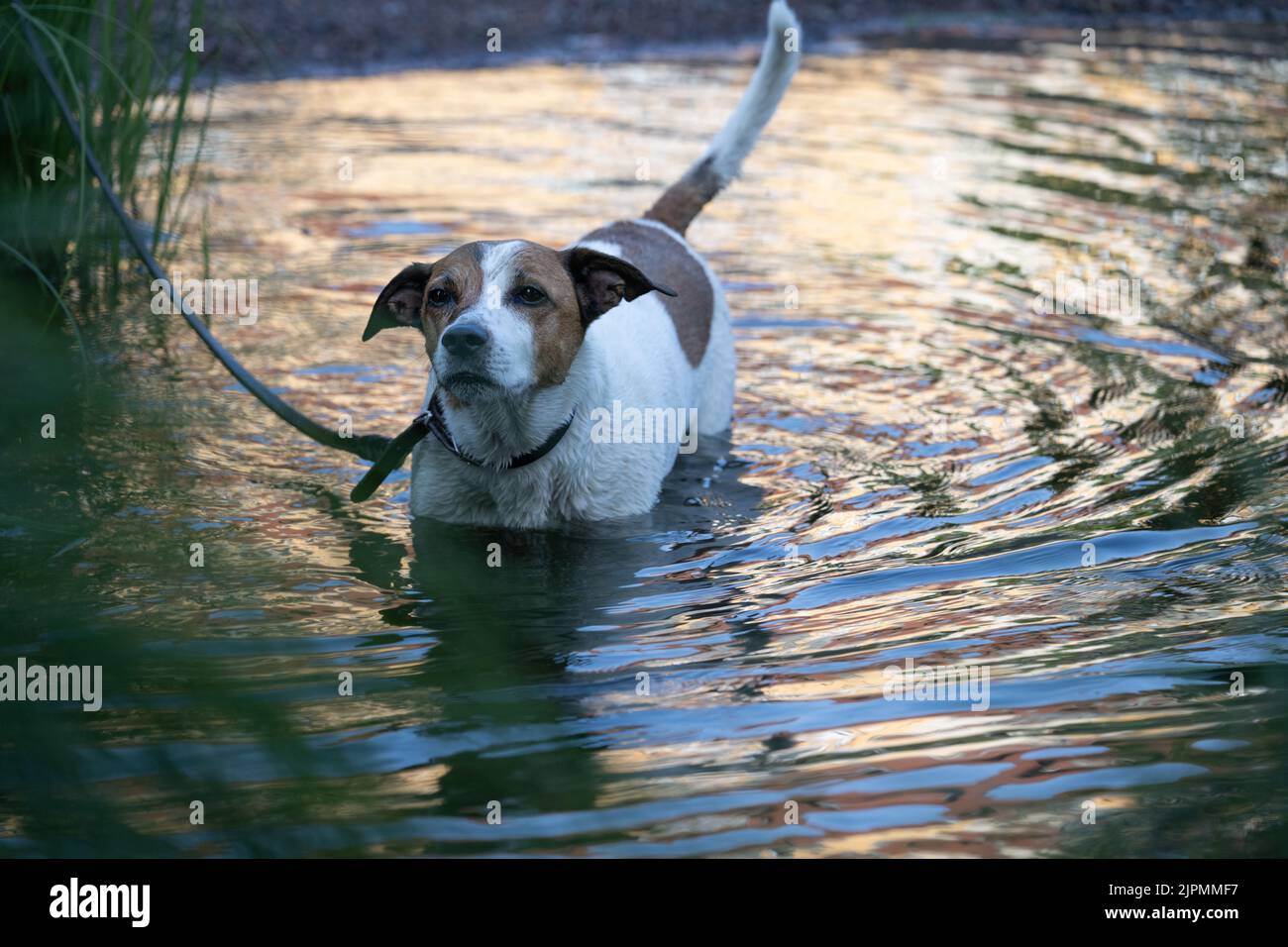Un chien de ferme danois suédois de douze ans prend un bain dans une crique. Cette race, originaire du Danemark et du sud de la Suède, est vivante et amicale. Banque D'Images