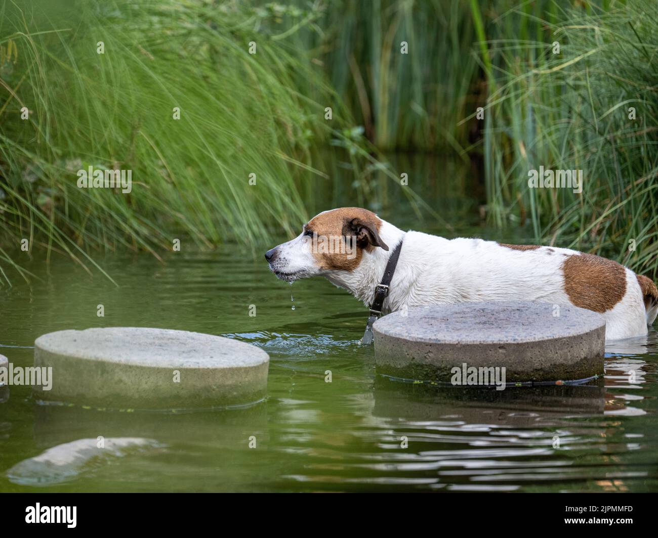 Un chien de ferme danois suédois de douze ans prend un bain dans une crique. Cette race, originaire du Danemark et du sud de la Suède, est vivante et amicale. Banque D'Images