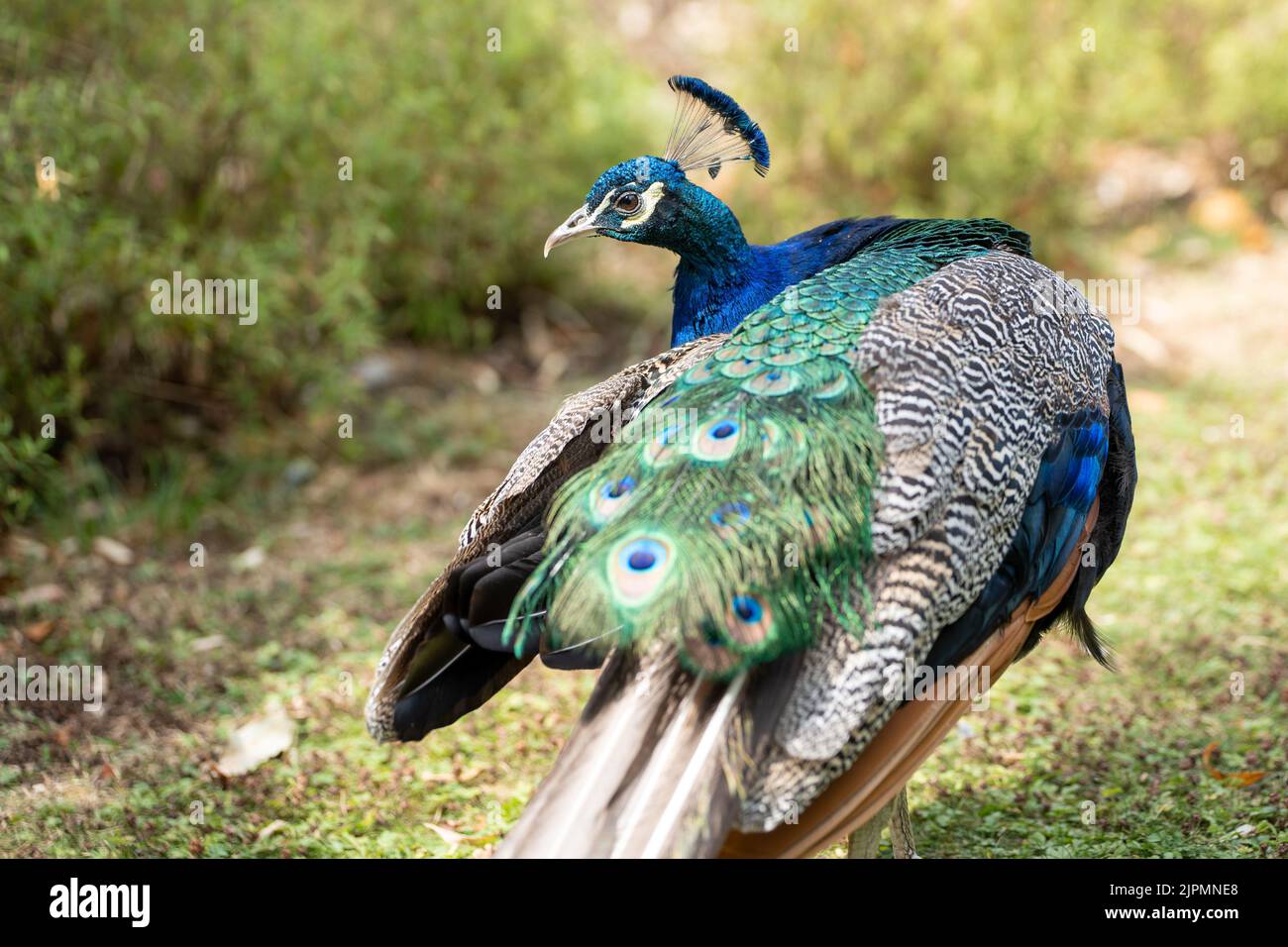Même les plus petits détails sont importants pour ce paon, prêtant à la perfection pour capturer les yeux et le cœur de ce peahen chanceux. Banque D'Images