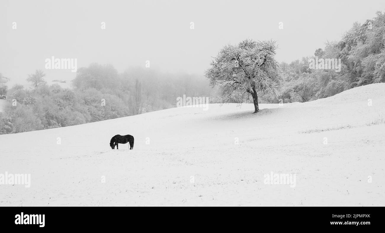 Une belle photo d'un cheval noir dans la forêt enneigée Banque D'Images