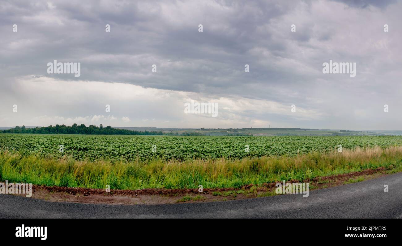 Grande vue panoramique de jeunes plants de tournesol dans un champ sous les nuages de pluie avec la route Banque D'Images