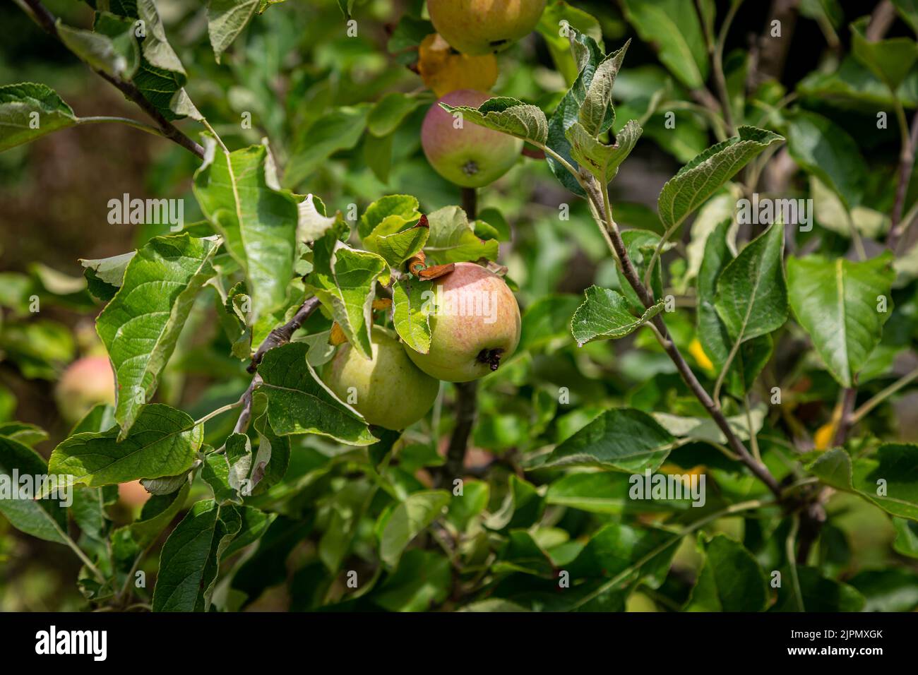 Pommes poussant sur un arbre en août, avec une faible profondeur de champ Banque D'Images