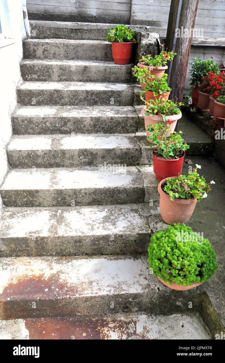 Fleurs placées sur des escaliers en ciment en été Banque D'Images