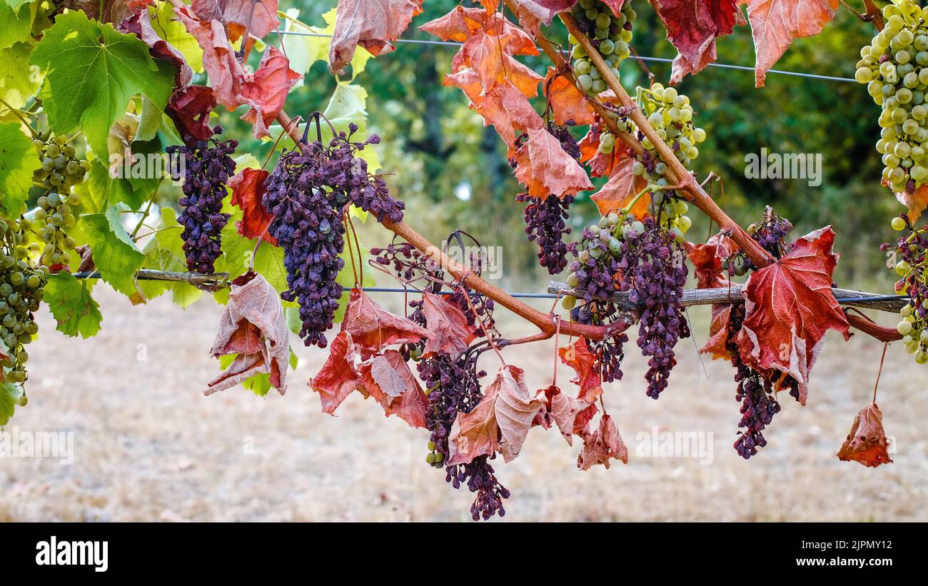 Sécheresse anormale en France échec de récolte de raisin Banque D'Images