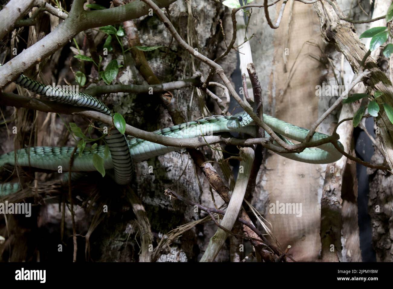 Green mamba de l'Ouest (Dendroaspis viridis) Banque D'Images