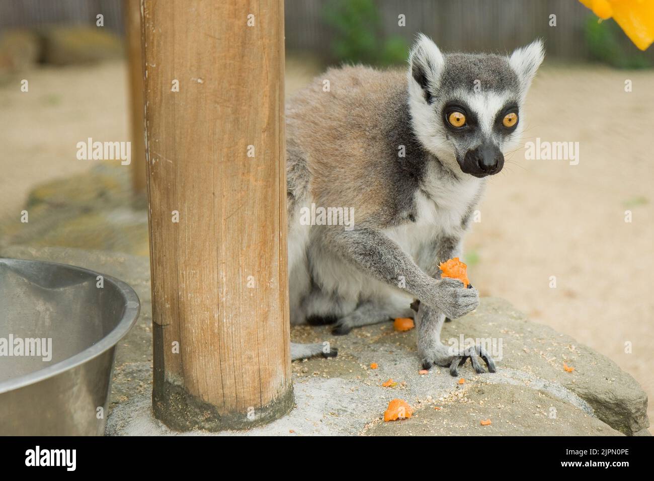 Drôle d'alimentation Lemur aux yeux renflés - ZOO Vyskov, République Tchèque. Le citron à queue annulaire, Lemur catta. Un arrière-plan HD exceptionnel. Papier peint 4K. Banque D'Images