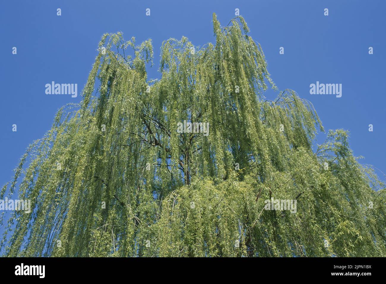 Le feuillage d'un saule pleurant vu d'en dessous, Salix babylonica, Salicaceae Banque D'Images