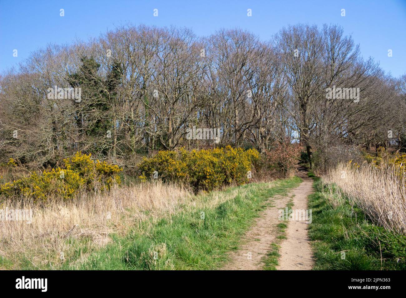 Sentier à Snape, Suffolk, Angleterre, Royaume-Uni Banque D'Images